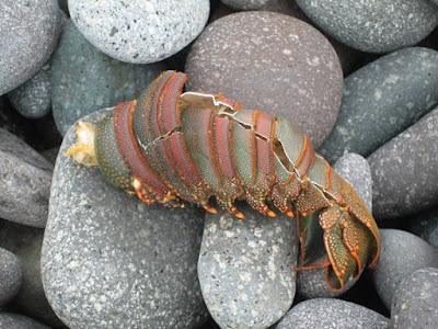 Crayfish in Sanxiatai Coast Taitung