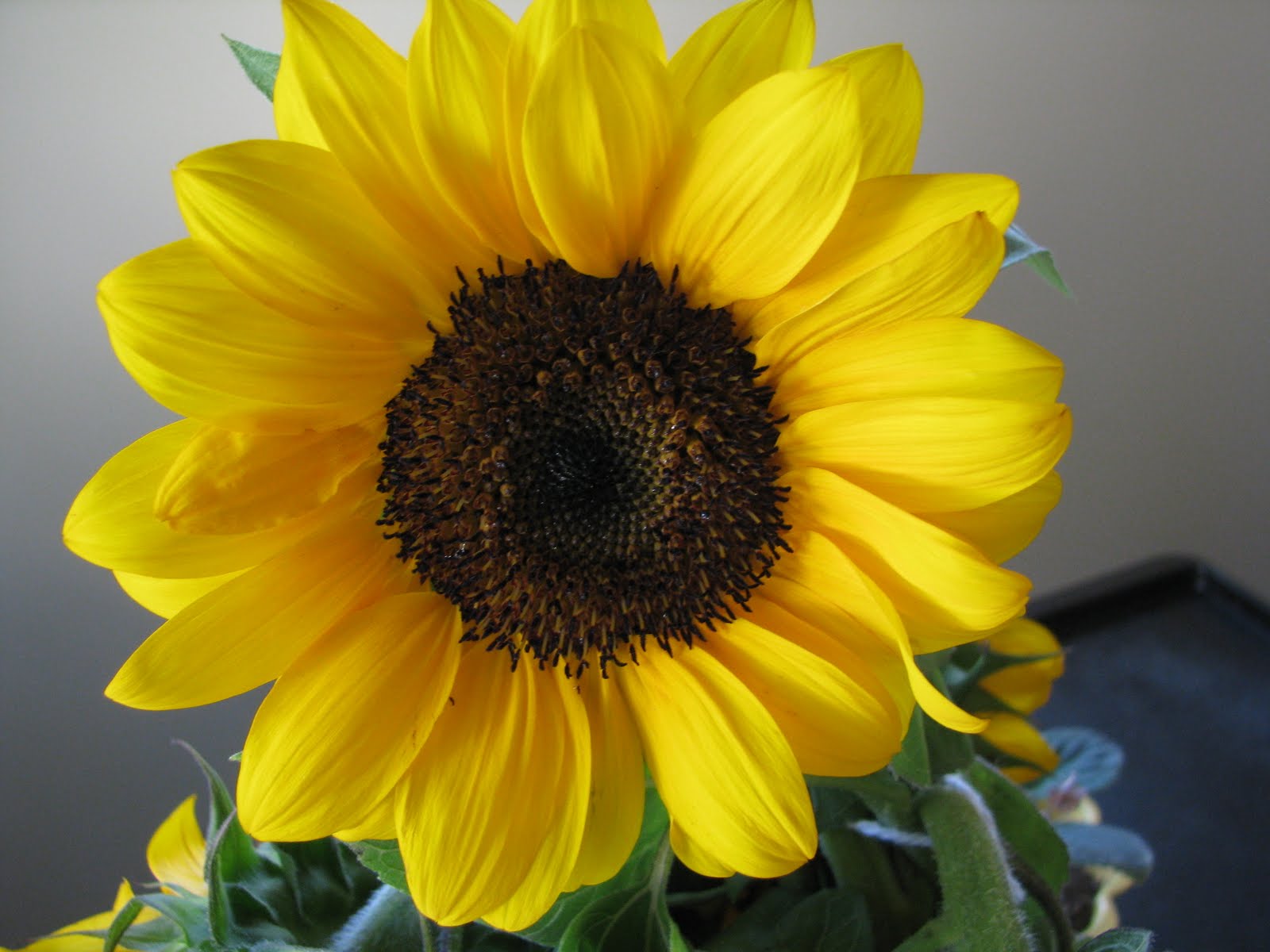 News From Fern Street August 2011