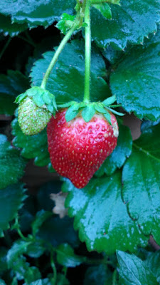 strawberry plant with ripe berry 