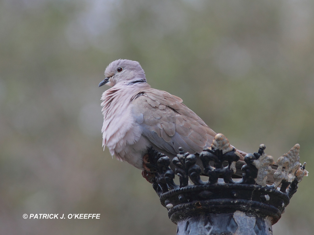 Raw Birds EURASIAN COLLARED DOVE Streptopelia decaocto Barranco de