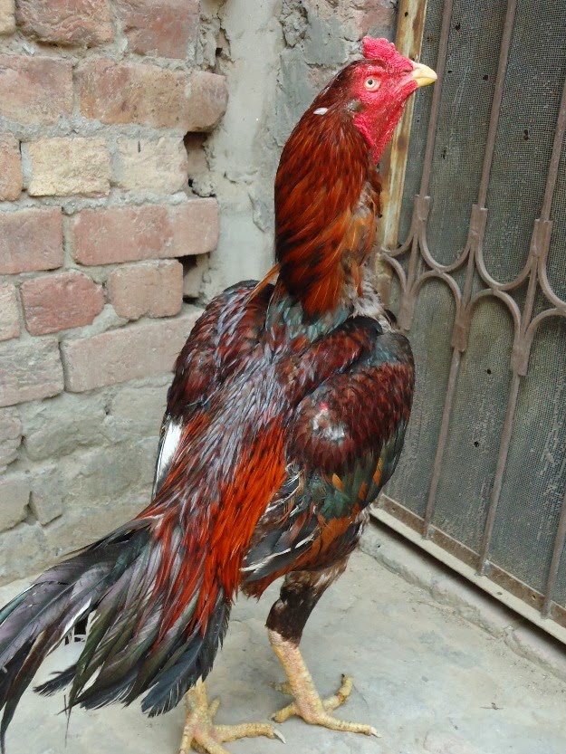 Typical Pakistani Pets,Dogs,Cats and Full Poultry Information
