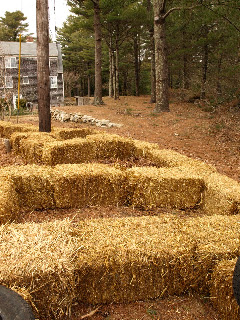 Hanley's Hedge: Straw bale garden