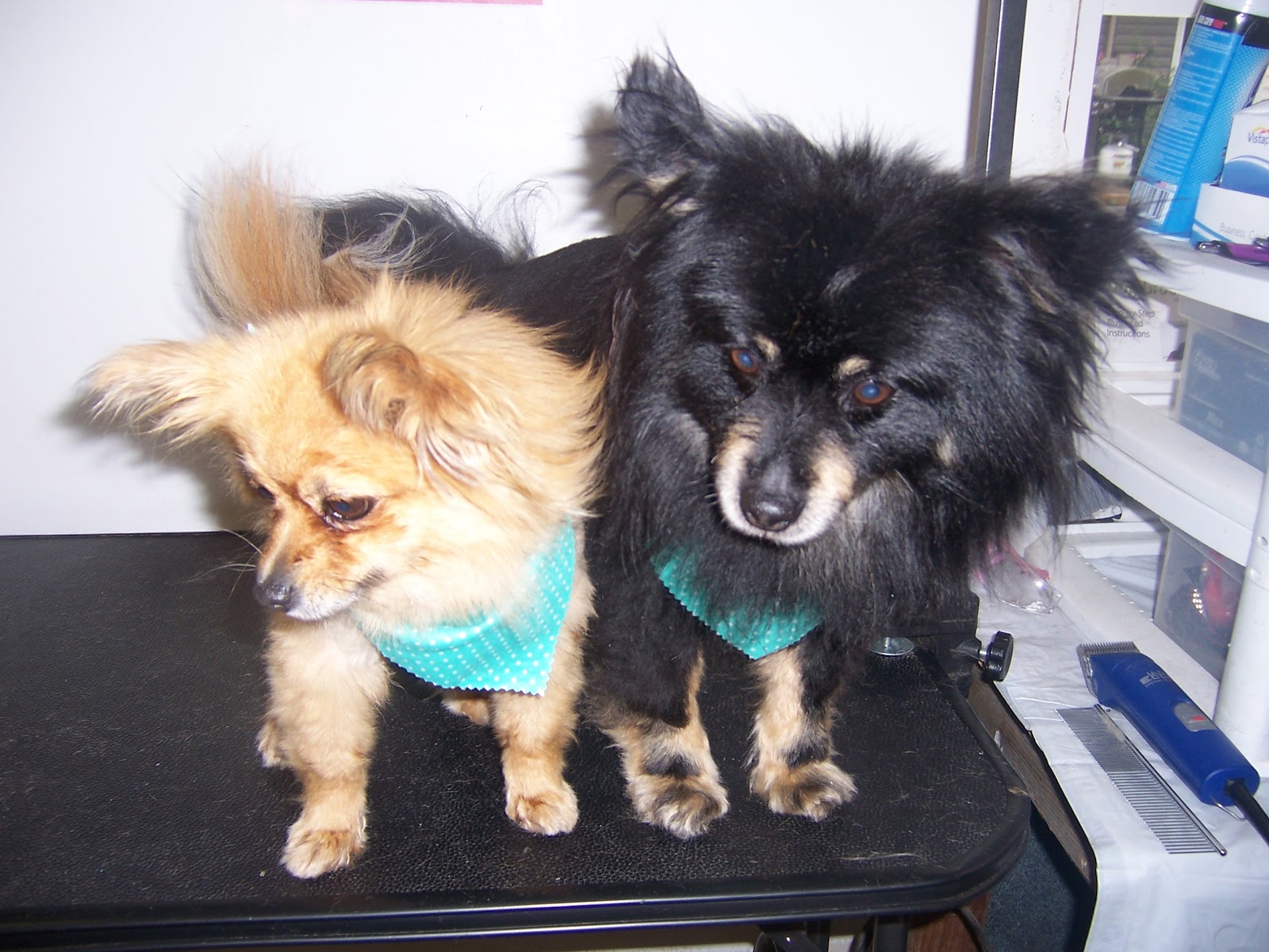 Parkside Grooming of Sheridan Wyoming Little Dogs