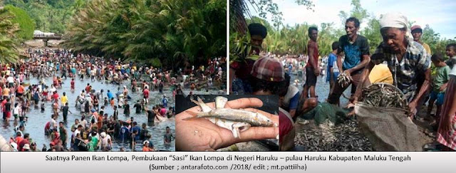 Pembukaan Sasi Ikan Lompa, warga ramai-ramai panen ikan lompa(Trisina baelama) di sungai Learisa Kayeli,   Negeri Haruku – pulau Haruku, Kabupaten Maluku Tengah