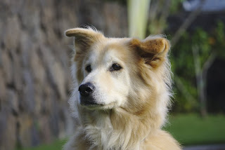 Nanook