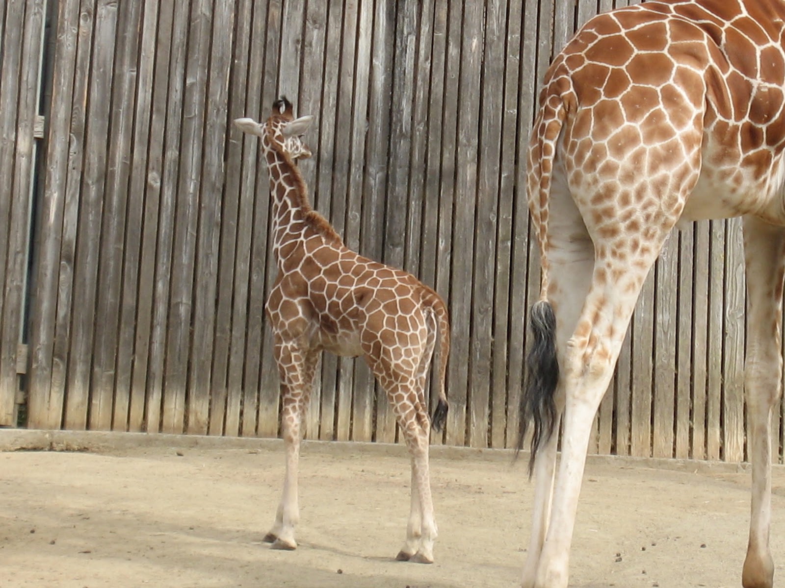 The Intrepid Tourist The Oakland Zoo New Baby Giraffe!