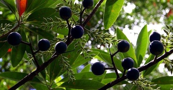 what is the weather forecast for 7 days