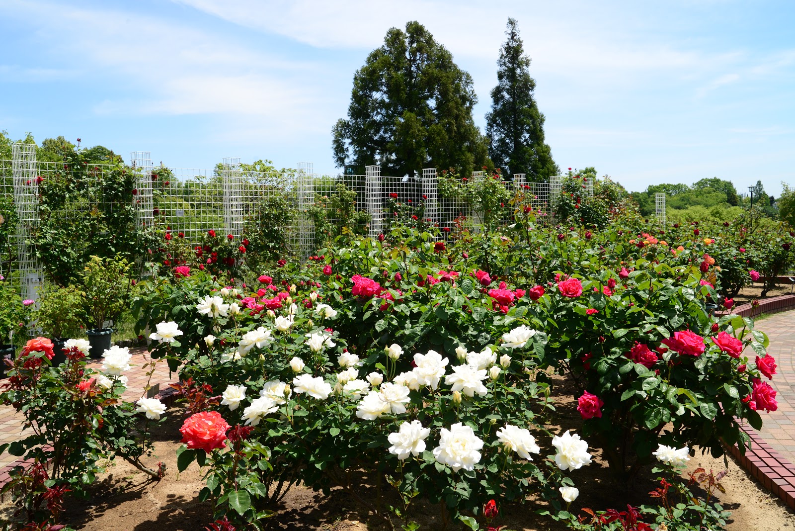 広島市植物公園ブログ ローズフェスティバルが始まりました