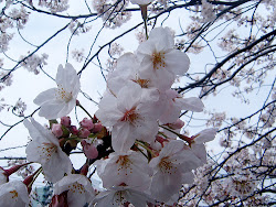sakura japanese flower tree flowers cherry japan national trees lover moon blossom
