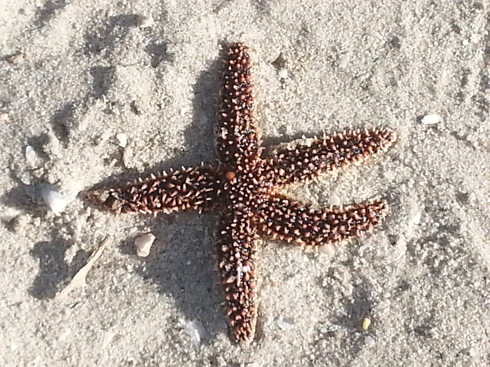 Astropecten articulatus - Wikipedia