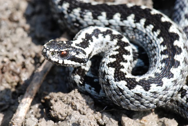 Vipera berus - Reptiles World