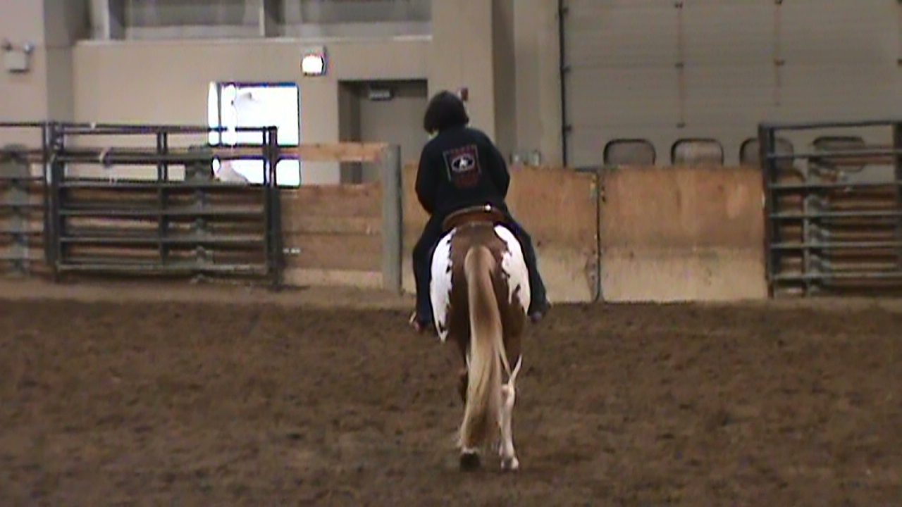 Adventures with Shyloh msu stallion expo