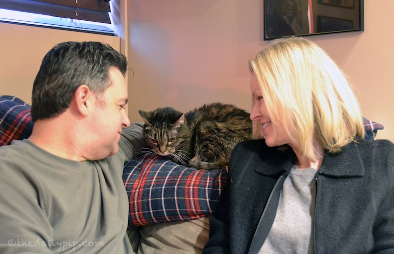 special needs cat adoption adopting an abused cat