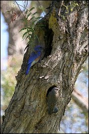 Western Bluebirds