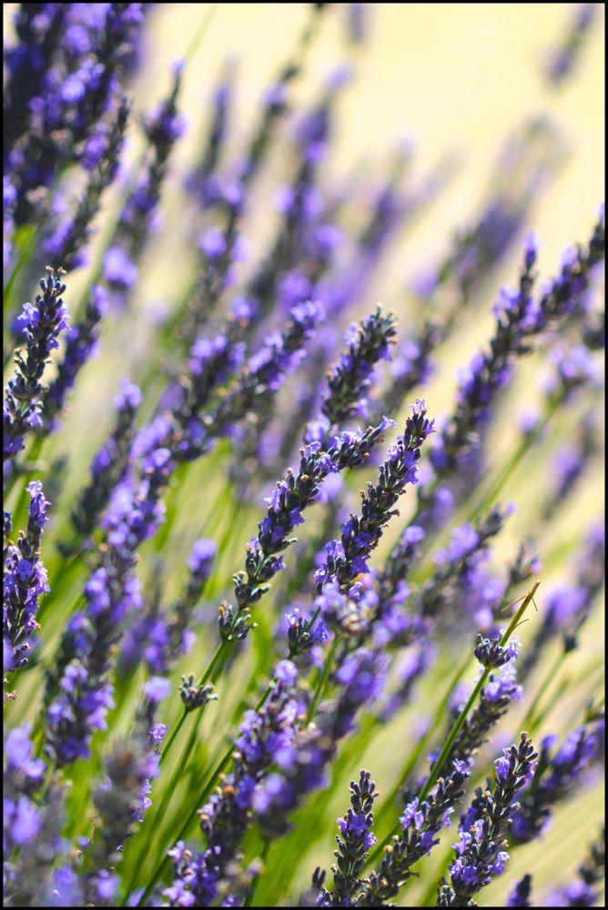  Gambar Bunga Lavender  Yang Sangat Indah Kumpulan Gambar 