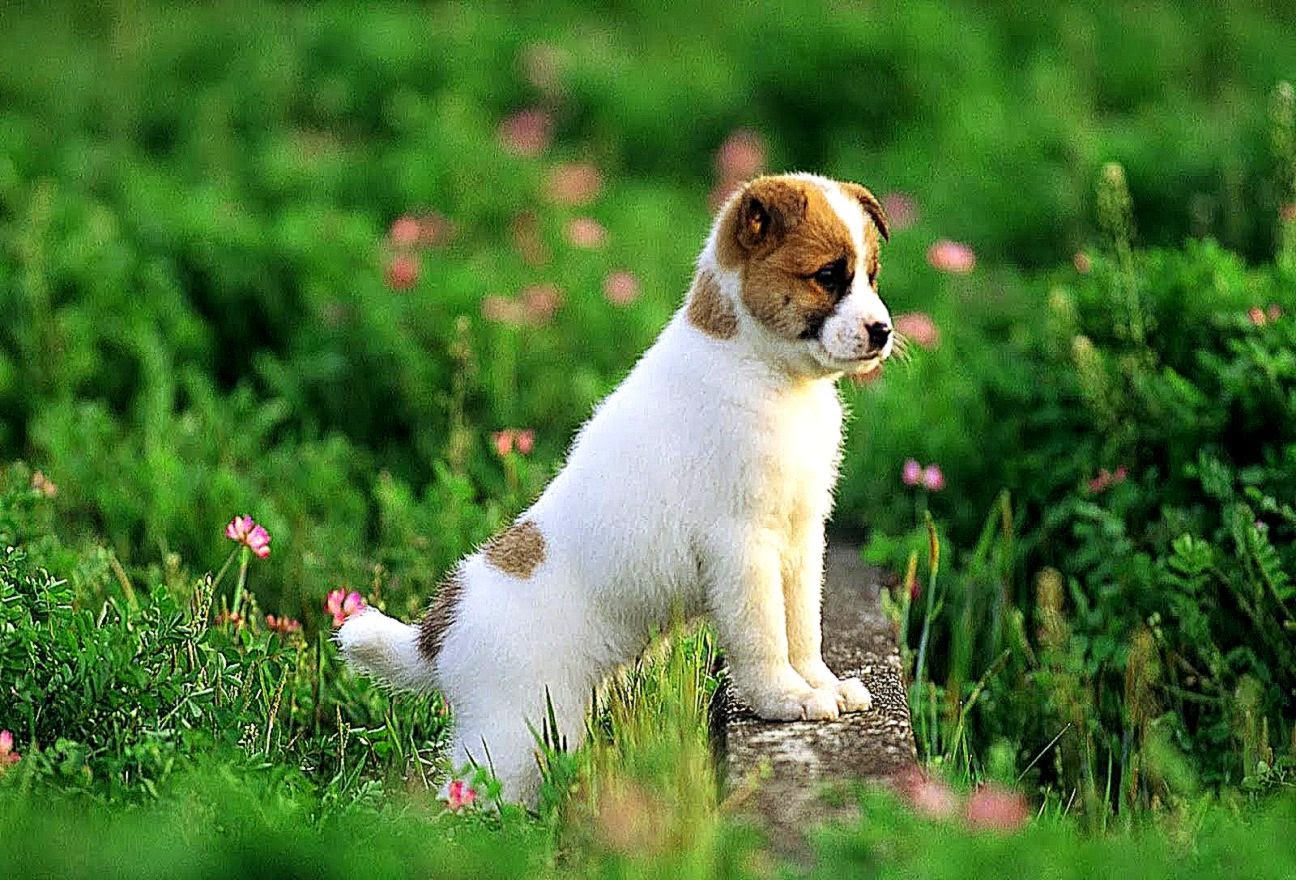 Cute Puppy Breeds Photos Wallpaper