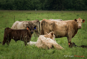 Curious cows