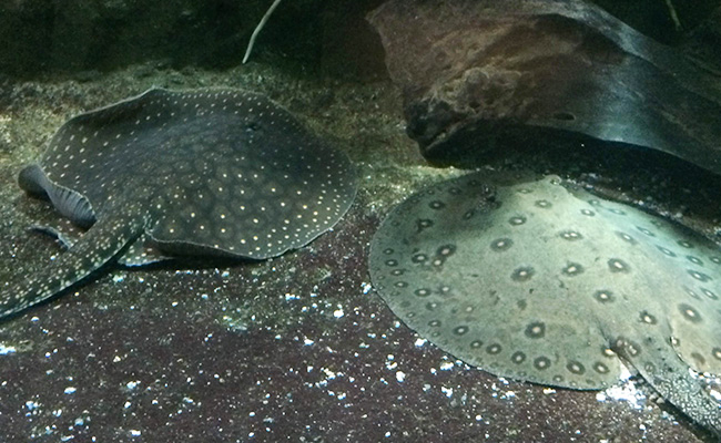 rays