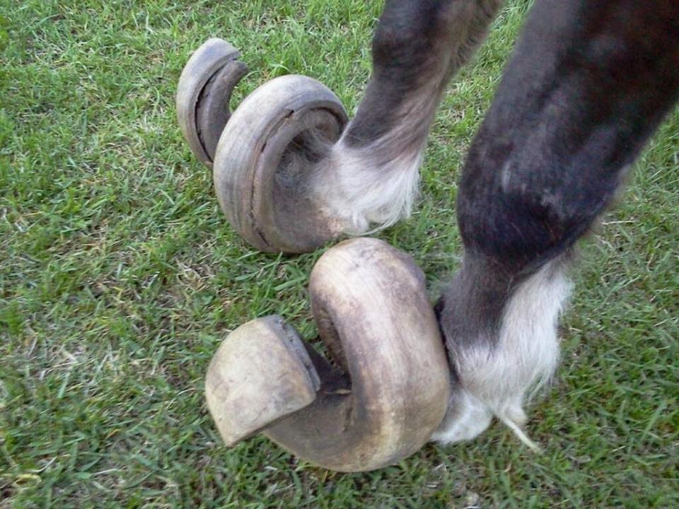 TYWKIWDBI ("TaiWikiWidbee") Untrimmed horse hooves