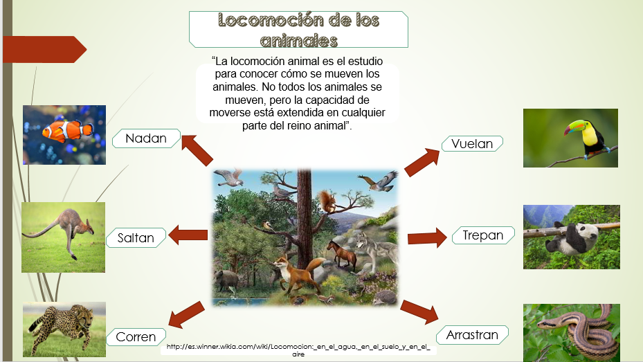 Estrategias didácticas La Salle Colón de los animales