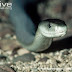 Mamba-negra, uma das cobras mais venenosas da África