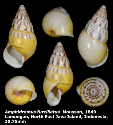 Amphidromus furcillatus 30.75mm