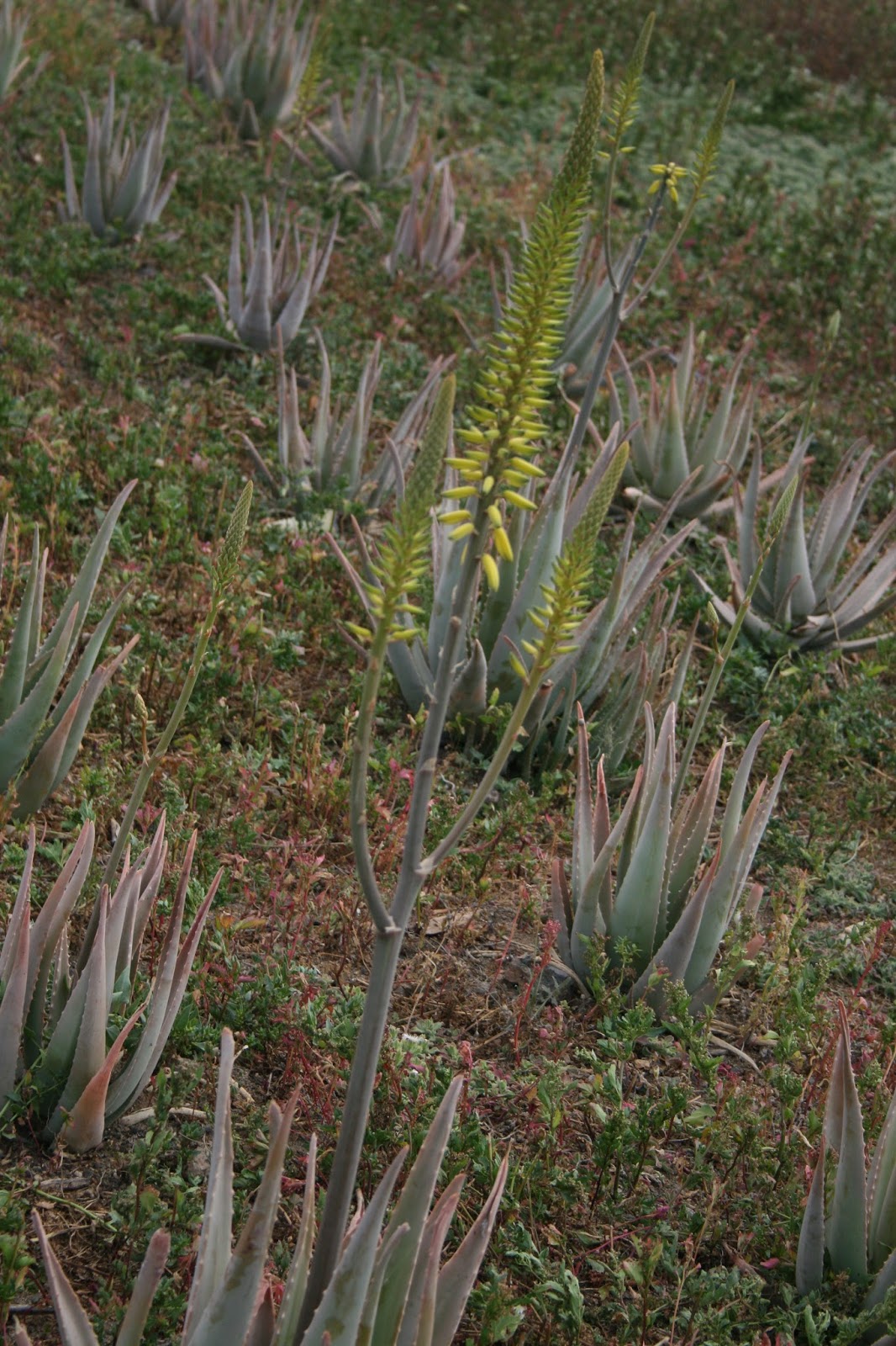  Escucha las plantas [Cultiva tu mente] Aloe Vera (de/from) Telde, Gran Canaria