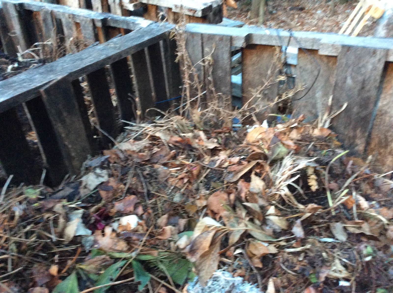 The Meditative Gardener Bear in the Compost Pile