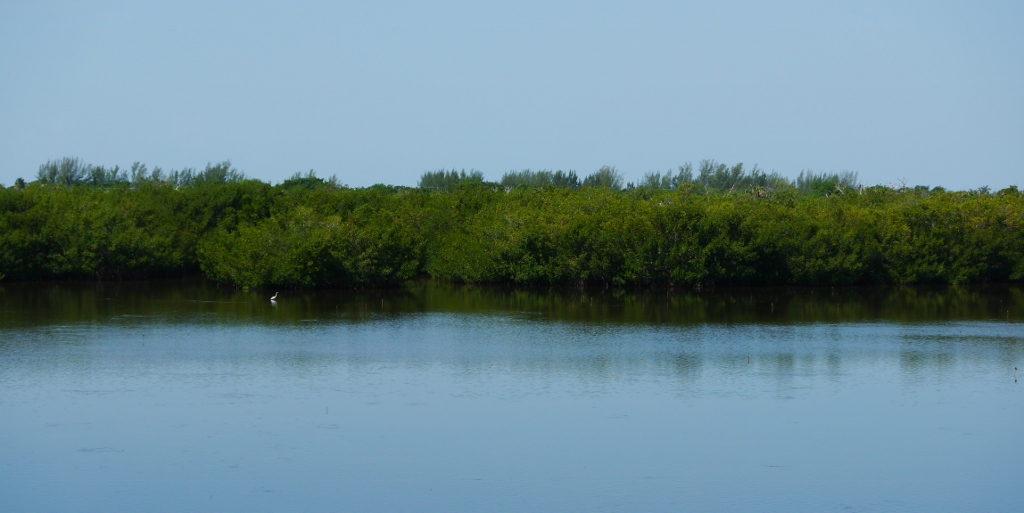 Ile de Sanibel Floride Alligator 