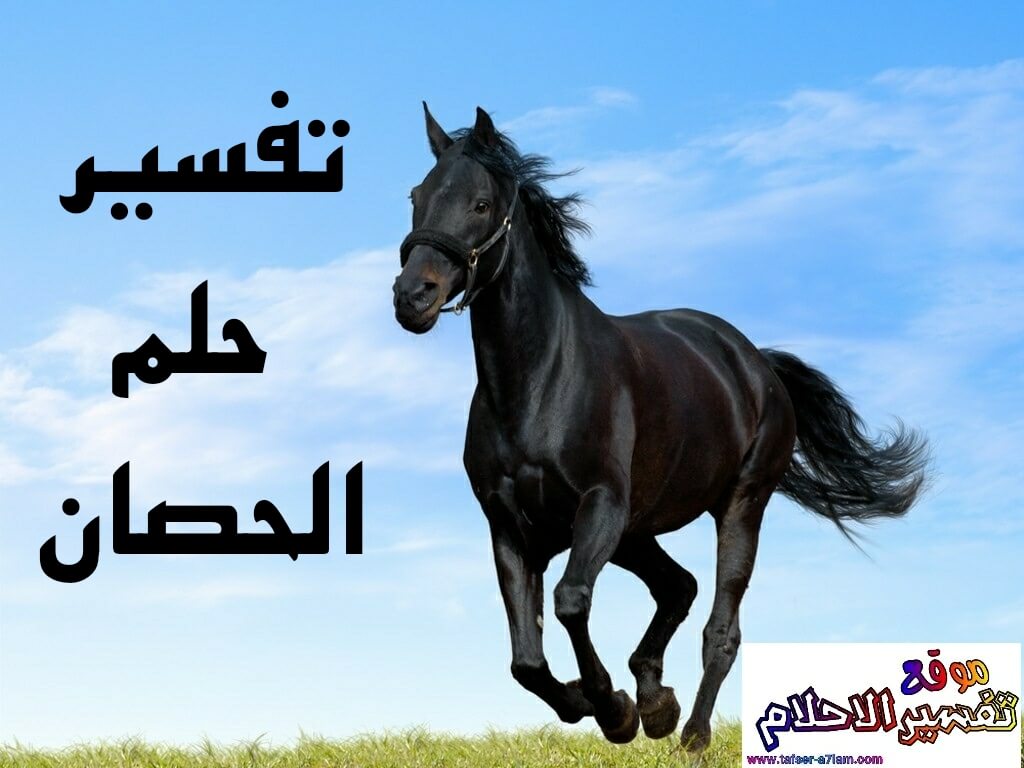 تفسير ركوب الخيل في المنام ورؤية الحصان الاسود أو الابيض في المنام تفسير ركوب الخيل في المنام ورؤية الحصان الاسود أو الابيض في المنام