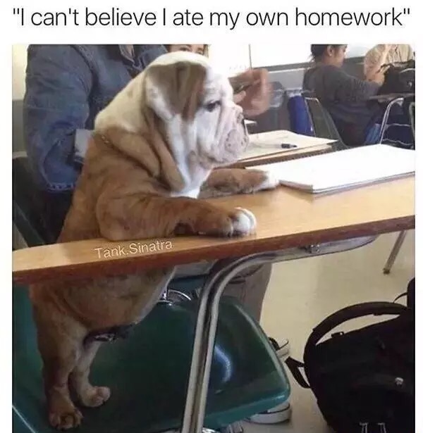 Dog ate my homework funny image