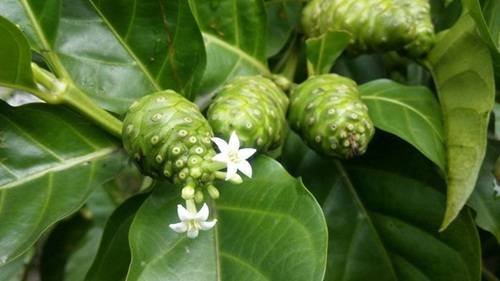 Mengkudu Sebagai Obat Kolesterol Tradisional Mengkudu Sebagai Obat Kolesterol Tradisional
