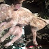 MUST SEE! A real life SPIDER-PIG has been born!