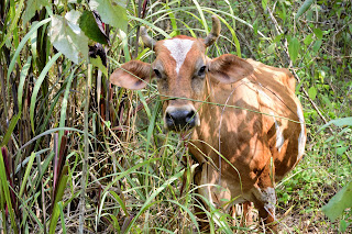 puriscal cow