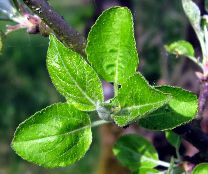 Trees Malus sylvestris Crab Apple