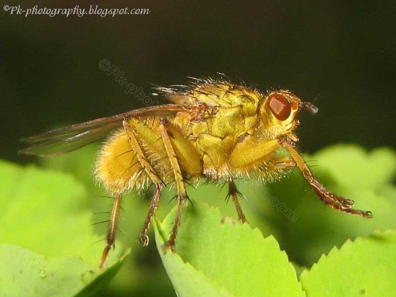 Common Yellow Dung Fly Nature, Cultural, and Travel Photography Blog