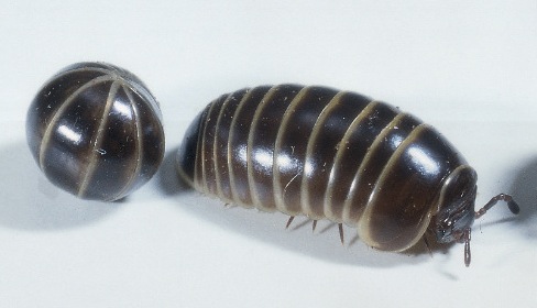 rollie pollies fur earth bugs called which