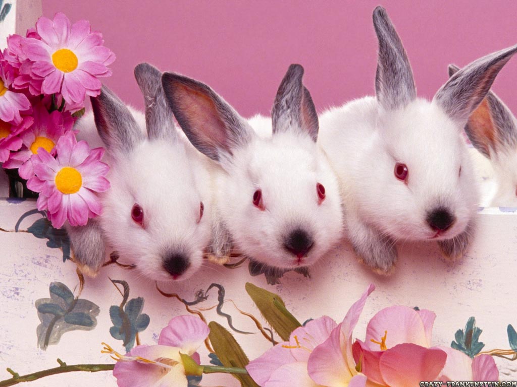 http://4.bp.blogspot.com/-bR1r8Cq_oGU/TZX5Hbru_AI/AAAAAAAAO5M/Nf0x0ASX_c4/s1600/cute-bunnies-easter-wallpaper.jpg