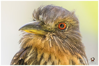 White-whiskered Puffbird (Malacoptila panamensis) - female