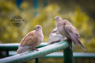 Daniyals Photography, Birds in Lake View Park, Bird Aviary, Lake View Park, Islamabad, Daniyal's Photography, https://www.facebook.com/daniyal.photography/