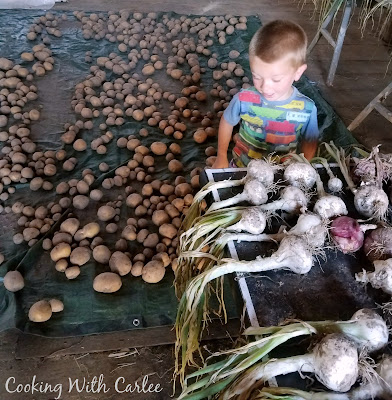 little dude between tons of freshly harvested onions and potatoes