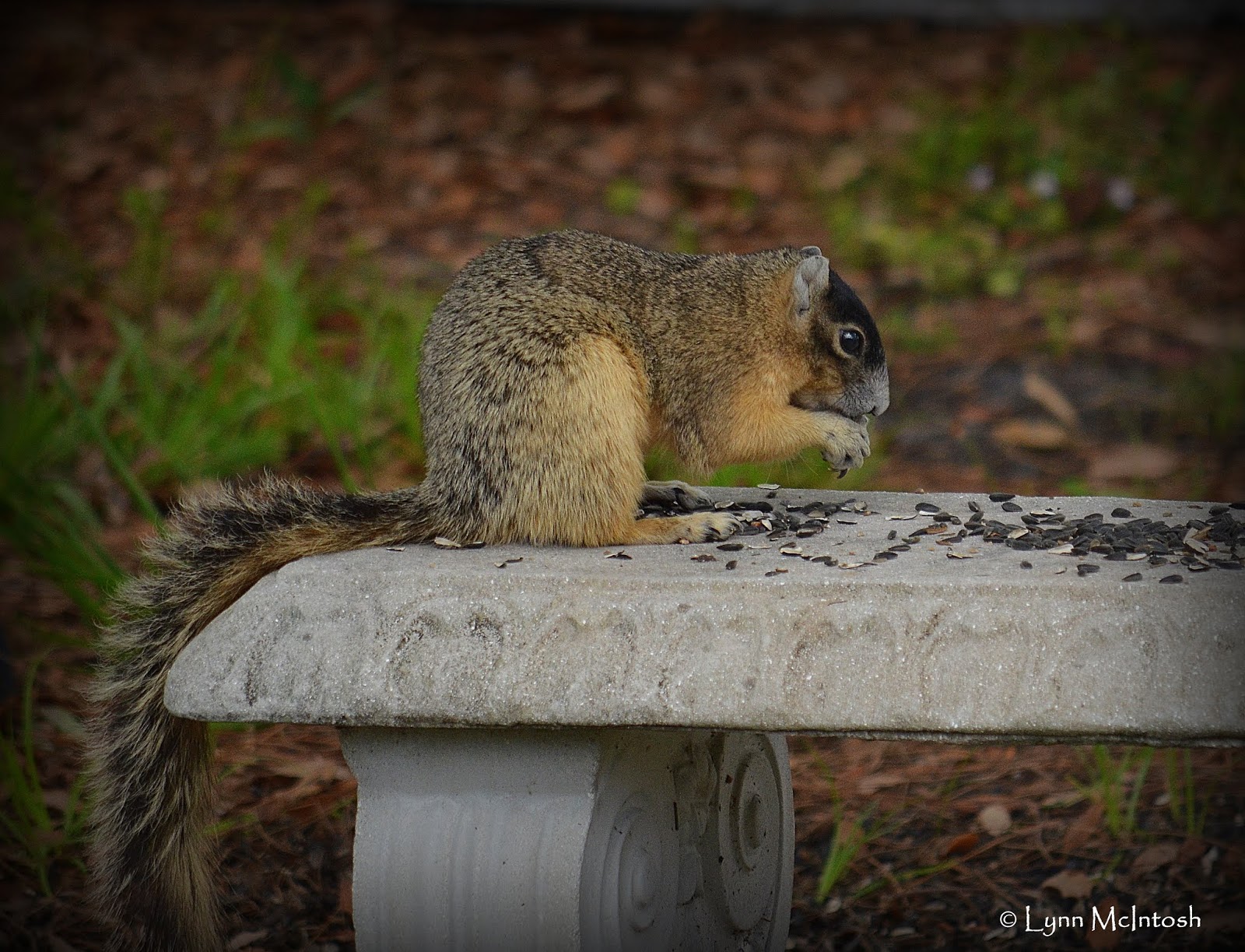 Southwest Florida Gardener