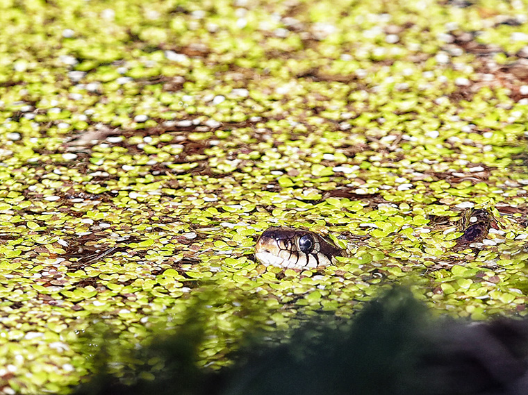 1acoolgardening Ringelnatter Im Kleingarten