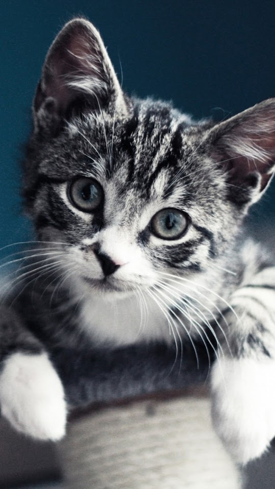 Cute Gray Kitten Portrait  Android Best Wallpaper