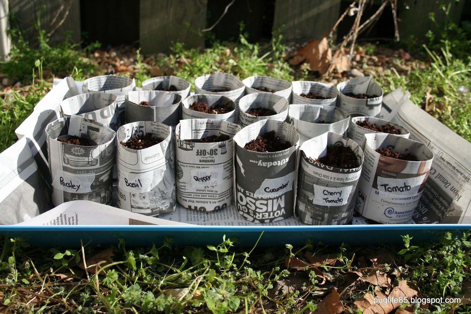 Pug Life DIY Newspaper Seed Pots