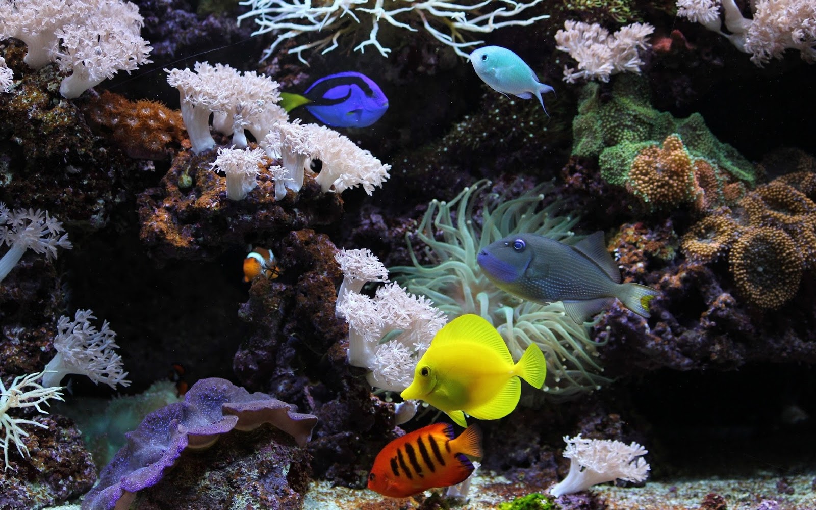 Fish Wallpapers Fish Wallpapers
