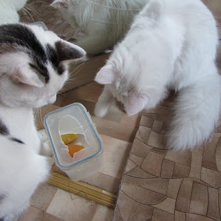 Блог Кота Васьки Новая игрушка