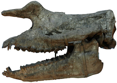 Rhinotitan skull