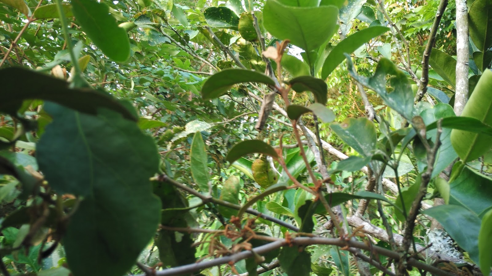 Manfaat Benalu Jeruk Pamelo / Jeruk Bali untuk Pengobatan Kanker