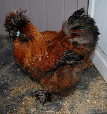chickens have funny personalities. partridge silkie 